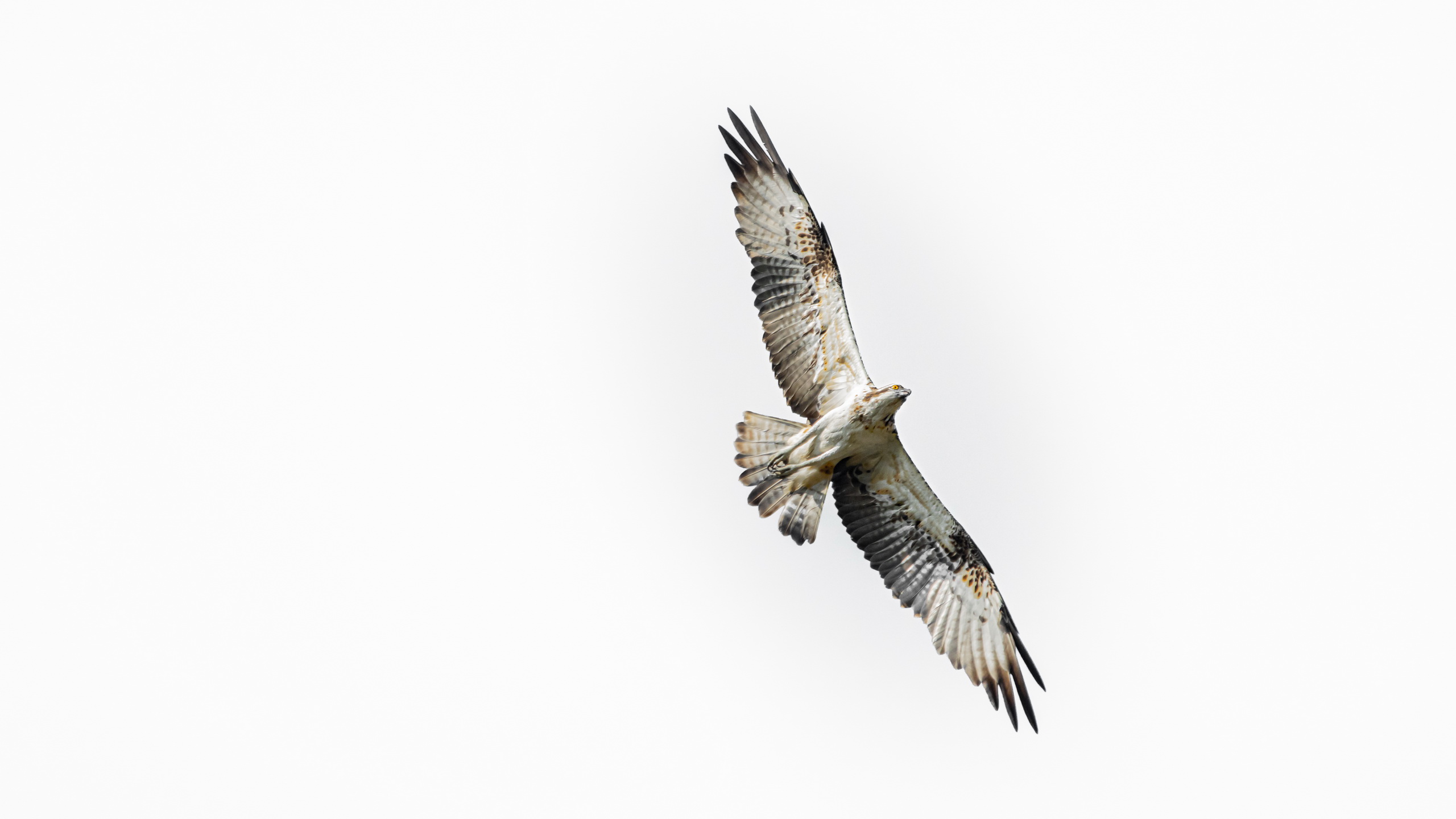 KutchWildlife